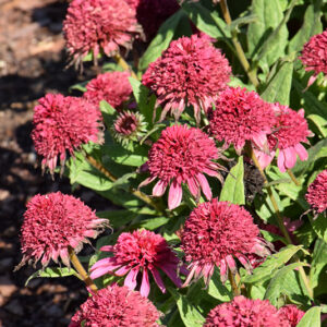 Double Coded&reg; Raspberry Beret Coneflower flowers