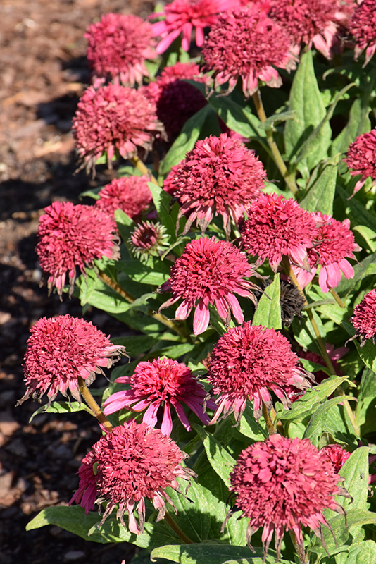 Double Coded® Raspberry Beret Coneflower flowers