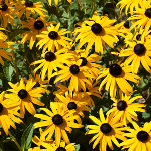Goldsturm Coneflower flowers