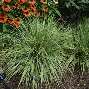 EverColor® Everest Japanese Sedge