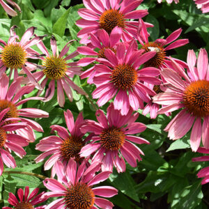 Butterfly Purple Emperor Coneflower flowers