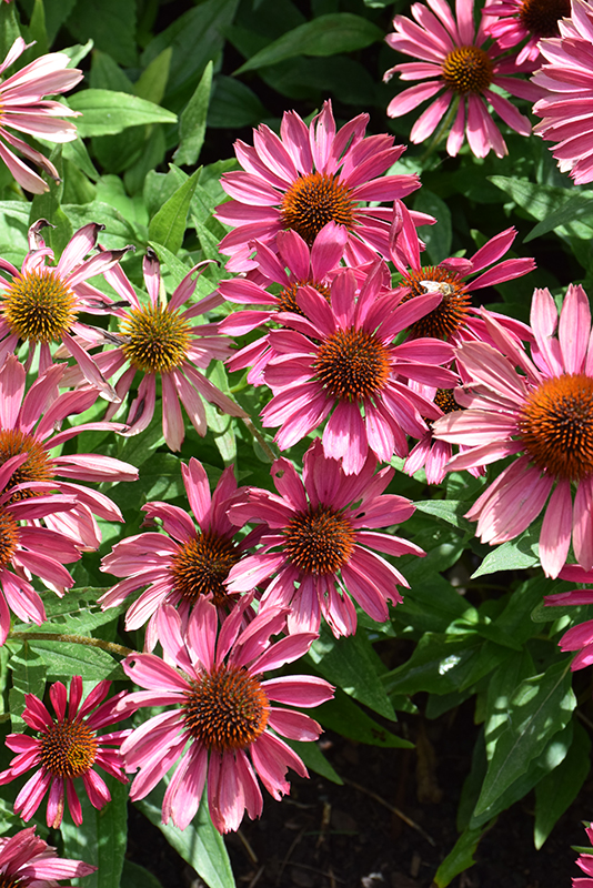 Butterfly Purple Emperor Coneflower flowers
