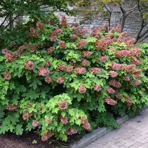 Ruby Slippers Hydrangea in bloom