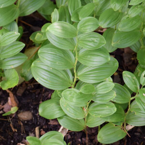 Solomon's Seal foliage