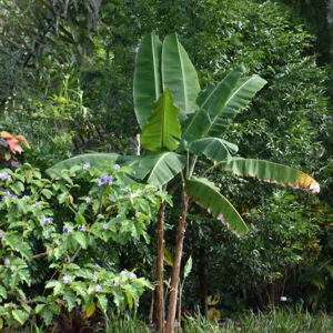 Yunnan Hardy Banana