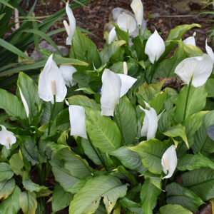 Platinum Mist Peace Lily in bloom