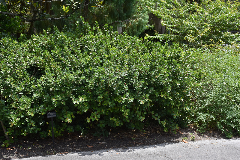 Green Island Ficus