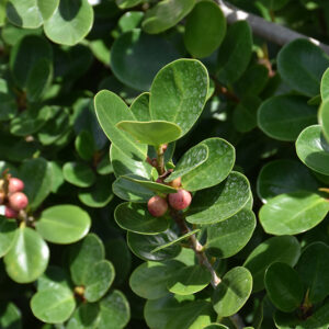 Green Island Ficus foliage