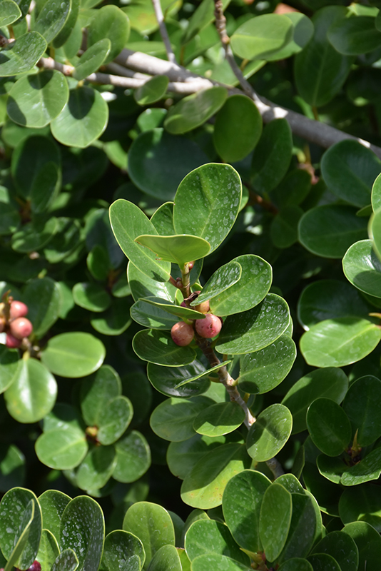 Green Island Ficus foliage