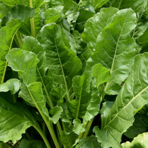 Mr. Green Jeans Swiss Chard flowers