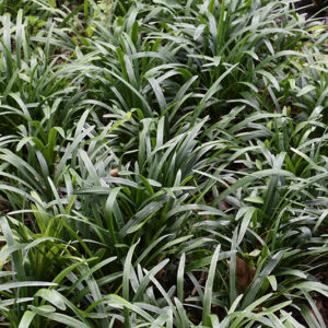 Christmas Tree Lily Turf