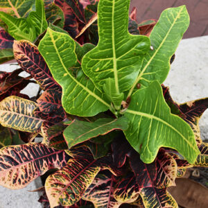 Excellente Variegated Croton foliage