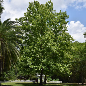 Sycamore