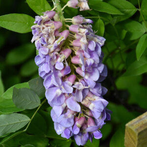 Amethyst Falls Wisteria flowers