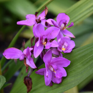 Purple Ground Orchid flowers