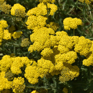 Sassy Summer Lemon Yarrow flowers