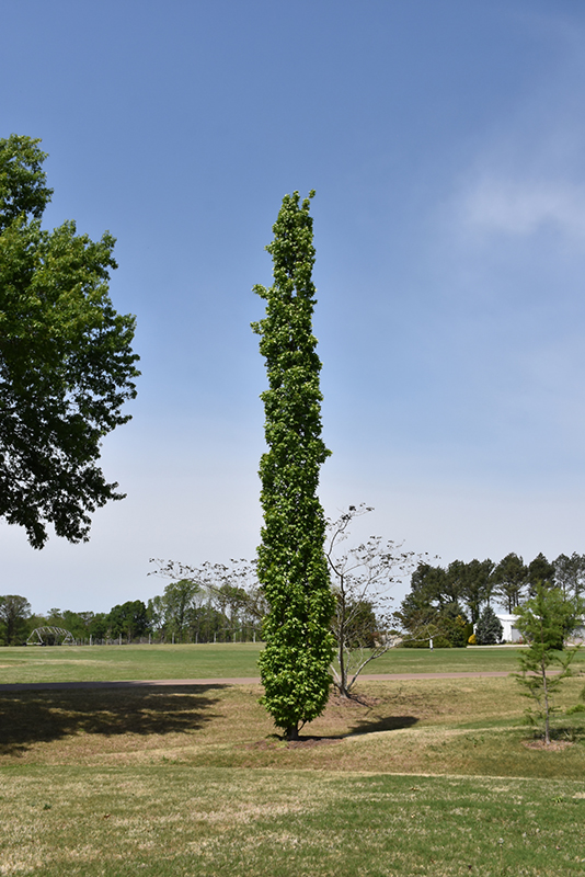 Slender Silhouette Sweet Gum