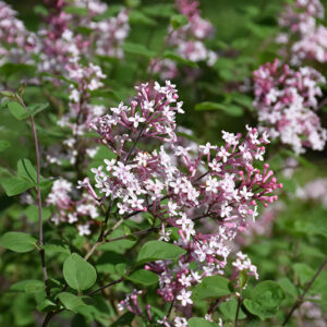 Flowerfesta&reg; Pink Dwarf Lilac flowers