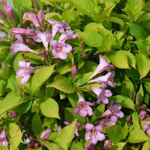 Snippet Lime&reg; Reblooming Weigela flowers