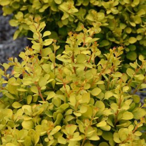 Golden Devine Dwarf Japanese Barberry foliage