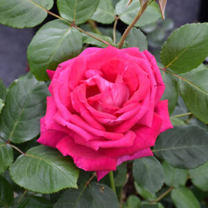 Sweet Spirit&trade; Rose flowers