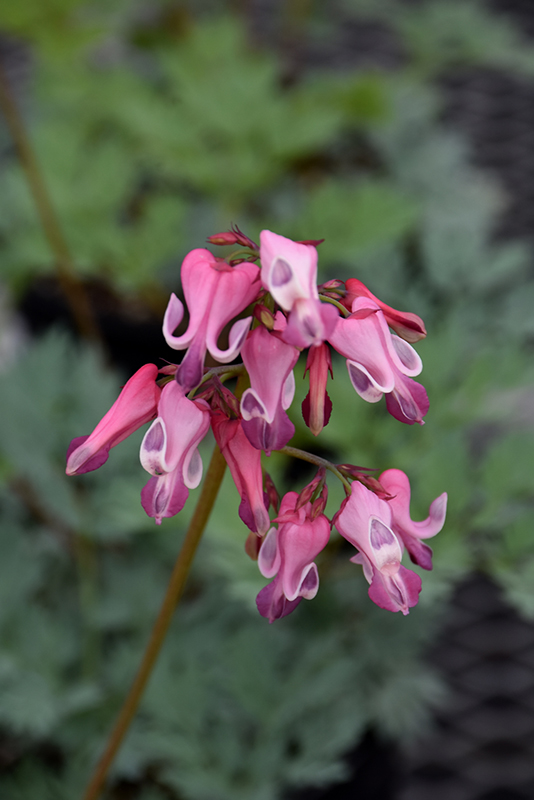 Pink Diamonds Fern-leaved Bleeding Heart flowers