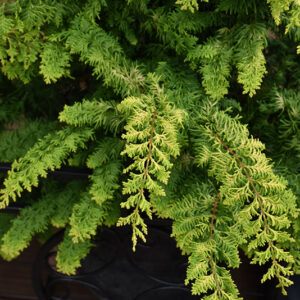 Fernspray Gold Falsecypress foliage