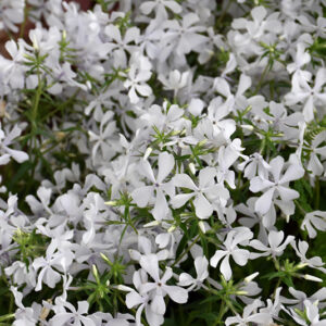 May Breeze Phlox flowers