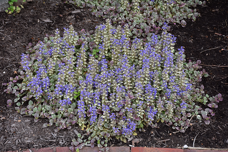 Burgundy Glow Bugleweed in bloom