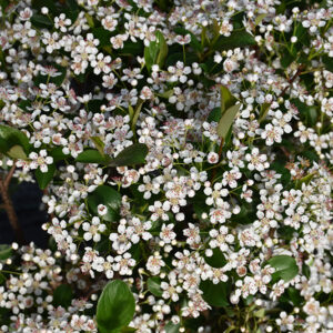 Low Scape Snowfire&reg; Aronia flowers