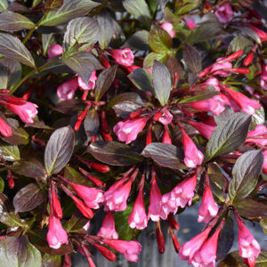 Very Fine Wine&reg; Weigela flowers
