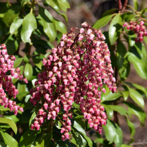 Interstella&reg; Lily of the Valley Shrub flowers