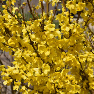 Show Off&reg; Forsythia flowers