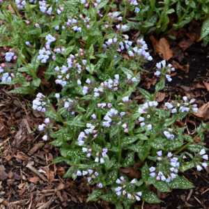 Twinkle Toes Lungwort in bloom