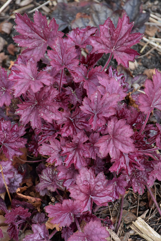Wild Rose Coral Bells foliage