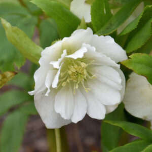 Wedding Party&reg; Wedding Bells Hellebore flowers