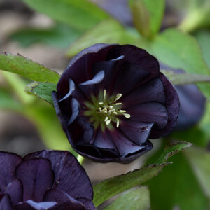 Wedding Party&reg; Dark and Handsome Hellebore flowers