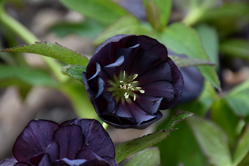 Wedding Party® Dark and Handsome Hellebore flowers