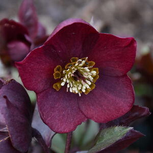 Honeymoon&reg; Rome In Red Hellebore flowers