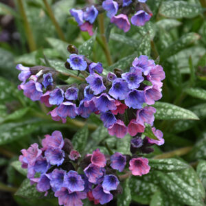 Pretty In Pink Lungwort flowers