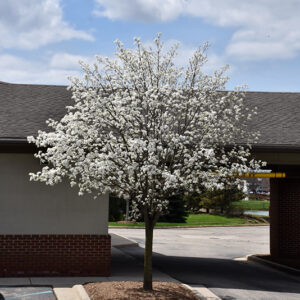 Callery Ornamental Pear in bloom