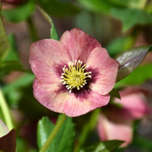 Honeymoon&reg; Sandy Shores Hellebore flowers
