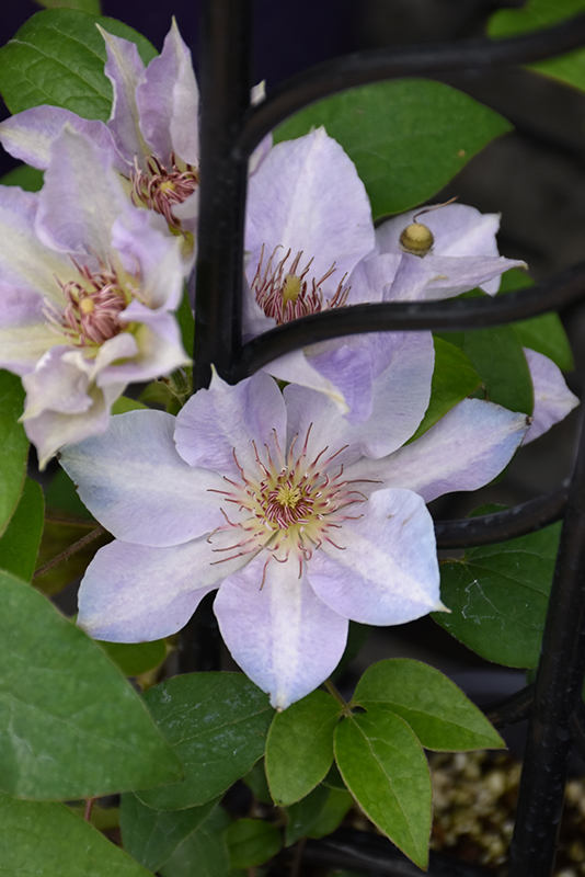 Tranquilite™ Clematis flowers