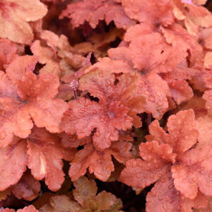 Peachberry Ice Coral Bells foliage