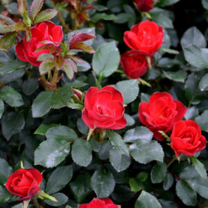 Petite Knock Out&reg; Rose flowers