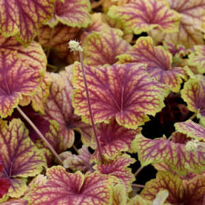 Red Lightning Coral Bells foliage