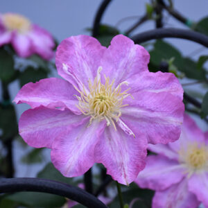 Asao Clematis flowers