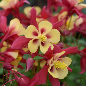 Earlybird&trade; Red and Yellow Columbine flowers