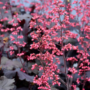 Timeless Night Coral Bells flowers
