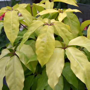 Amate&reg; Soleil Schefflera foliage